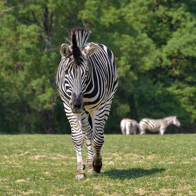 zebra na procházce