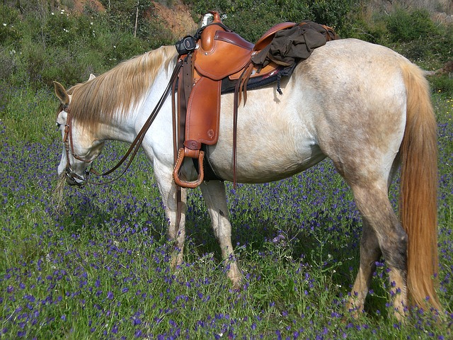 kůň s westernovým sedlem